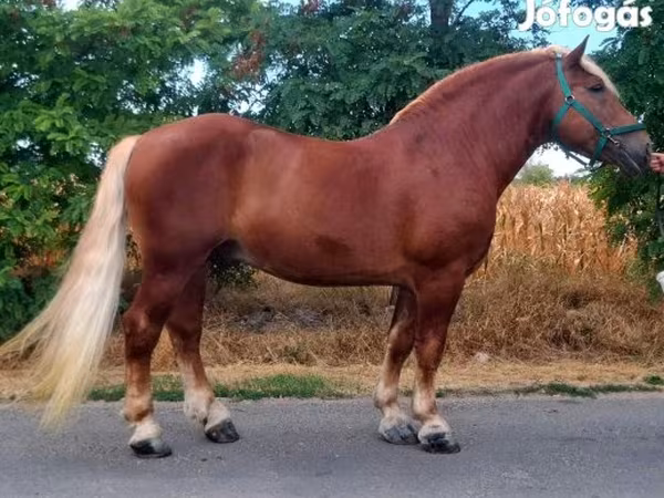 Horse (M), Noriker