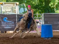 Cheval, Quarter Horse — photo 5