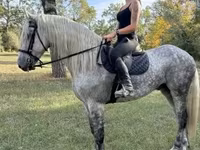 Cheval, Andalusian horse — photo 1
