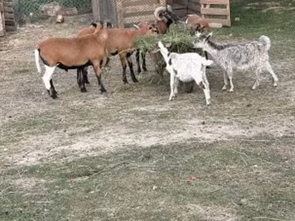 Schaf, Cameroon sheep