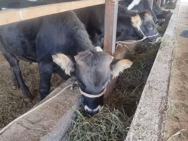 Taureau, Bovins