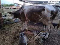 गाय, Simmental cattle — फ़ोटो 5