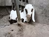 बकरा, Nubian Goat — फ़ोटो 8