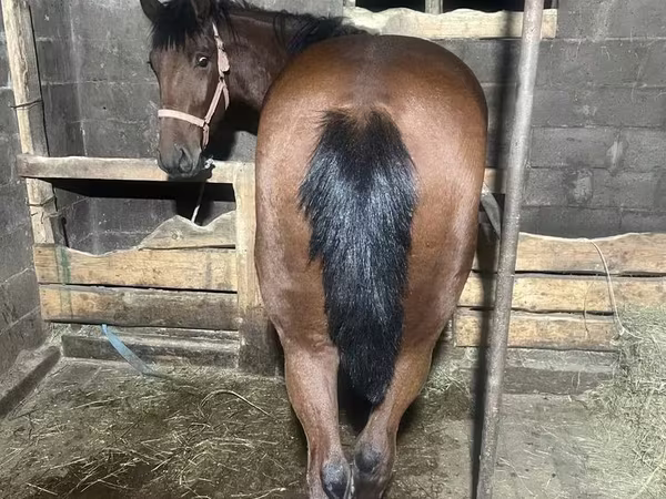 Hengst, New Altai Horse