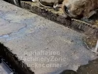 Kuh, Aubrac cattle — Foto 3