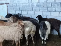 Oveja, Beulah Speckled face sheep — foto 2