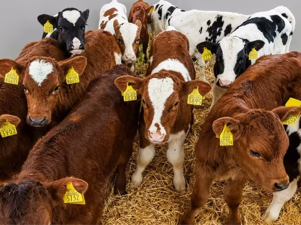 Byk, Simmental cattle
