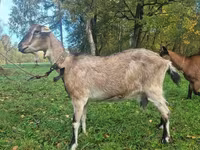 Cabra, Alpine goat — foto 1