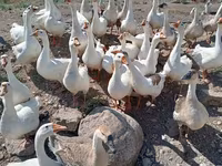 ليندا — الصورة 1
