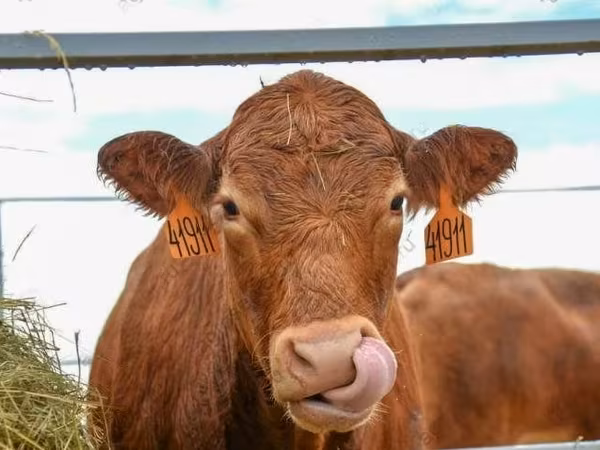 Vache, Race Holstein