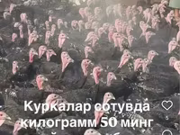 Słoweńska Silver Hen — zdjęcie 3