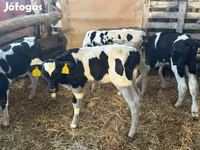 ثور, Russian Black pied cattle — الصورة 3