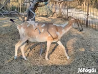 Chèvre, Nubian Goat — photo 4