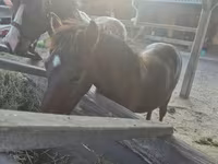 Horse (M), Welsh Cob — photo 6