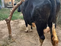 母牛, Red-spotted breed — 照片 3