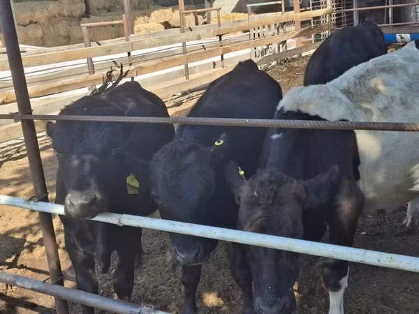 Toro, Aberdeen-Angus