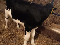 公牛, Simmental cattle — 照片 7