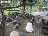 डच बैंटम — फ़ोटो 7