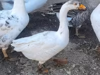 Geese — Foto 2