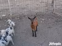 Cabra, Alpine goat — foto 5