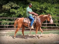 Hengst, American paint horse — Foto 1