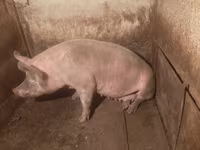 雌豚, 豚 — 写真 3
