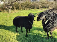 Ram, Tian-Shan semifinewool sheep — photo 2