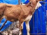 Vache, Simmental cattle — photo 3