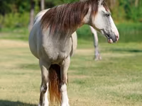 Stute, Skyros Pony — Foto 4