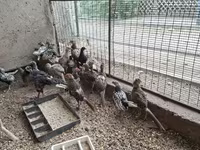 سيبرايت — الصورة 5