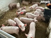 Pigs (batch, sex not specified), Гипор — photo 6