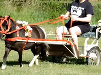 公马, Miniature horse — 照片 8