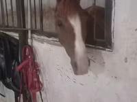 Kobyła, Karabakh horse — zdjęcie 2