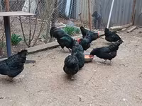 Australorp — Foto 1