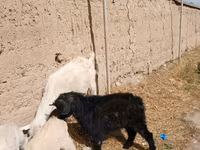 公山羊, Goats — 照片 5
