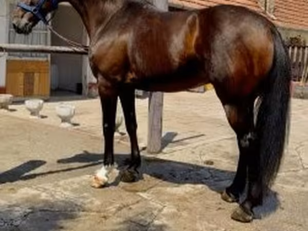 Chevaux (lot, sexe non indiqué), Chevaux