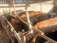 Vaca, Ganado vacuno — foto 1
