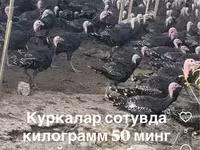 Słoweńska Silver Hen — zdjęcie 1