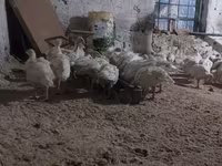 Turkeys — Foto 4