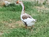 تشاينيز — الصورة 2