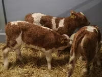 Bovins (lot, sexe non indiqué), Simmental cattle — photo 4
