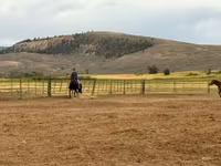 Stute, National Show Horse — Foto 3