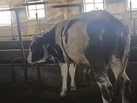 Toro, Simmental cattle — foto 1