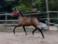 Кобила, Lipizzaner — фото 7