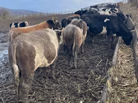 Бик, Russian Black pied cattle — фото 2