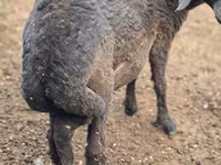 كبش, Karakul sheep — الصورة 2