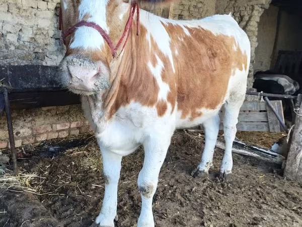 Buğa, Simmental cattle