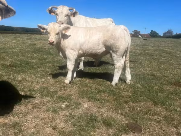 Taureau, Race de vache