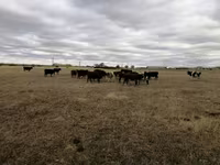 Cow, Swiss cattle — photo 5