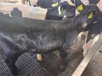 雌牛, Russian Black pied cattle — 写真 1